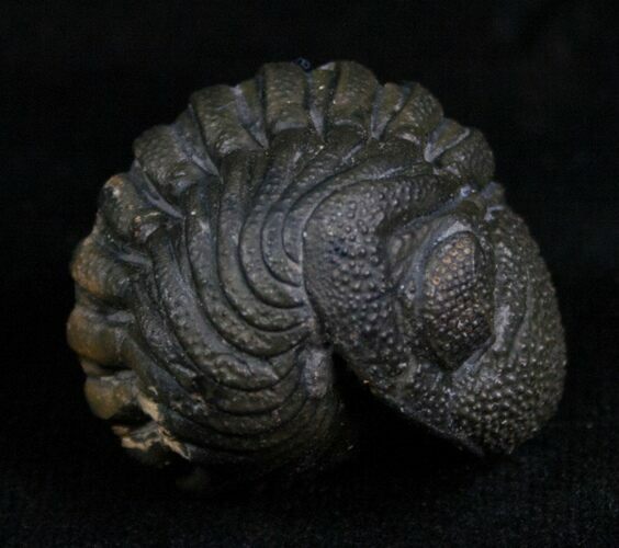Very Detailed Enrolled Barrandeops (Phacops) Trilobite #4738